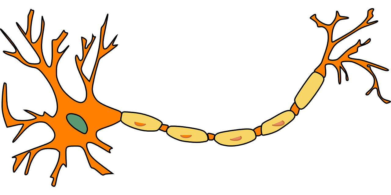 Cholincitrat Cholinchlorid Infusion für den Parasympatikus