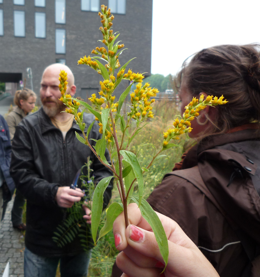 Heilkräuter und Wildpflanzenseminar in Bremen