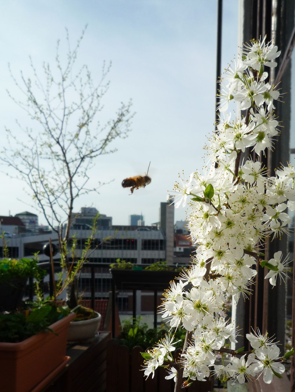 Heilpflanze Schlehe im Frühling in Bremen